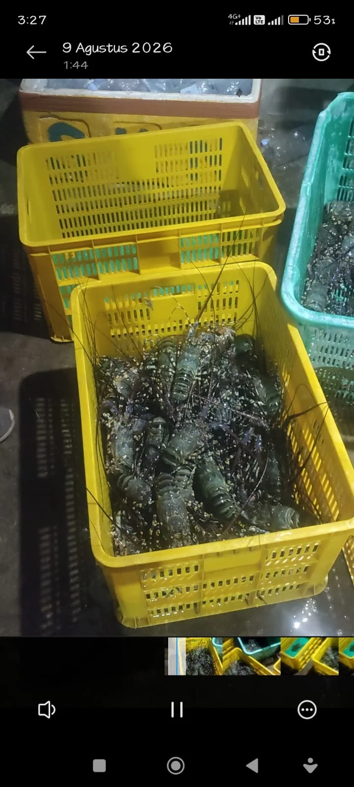 Hasil lobster dari rantai perikanan Family Garden